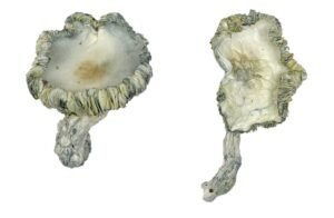 Albino Montagnes russes Magic Mushrooms