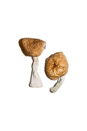 Champignons birmans