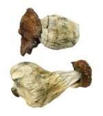 Dino-Eio Champignons magiques