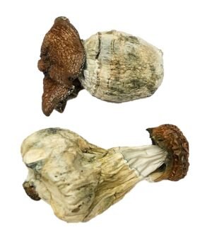 Dino-Eio Champignons magiques