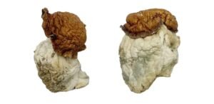 Champignons magiques Oak Ridge