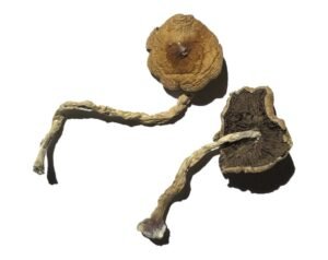 PF Classic Magic Mushrooms