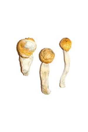 Enves du pénis Champignons magiques