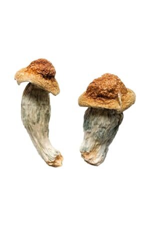 Melmac (Homestead Penis Envy) Champignons magiques