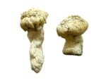 Shakti (Albino Malabar) Champignons magiques